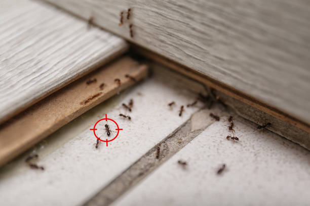 Best Residential Pest Control  in Killeen, TX