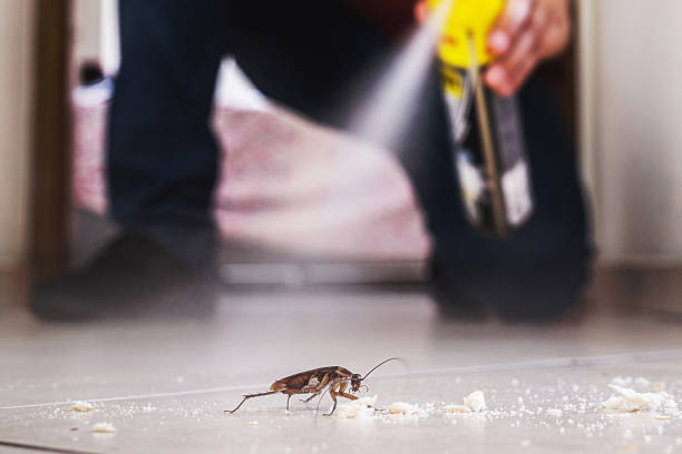 Best Cockroach Control Services  in Killeen, TX