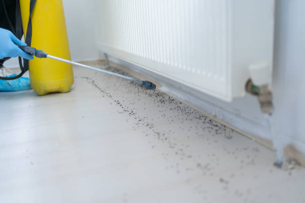 Professional Pest Control in Killeen, TX