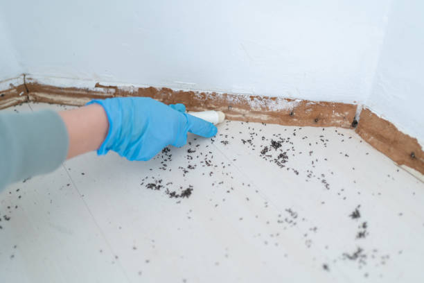 Best Emergency Pest Control  in Killeen, TX