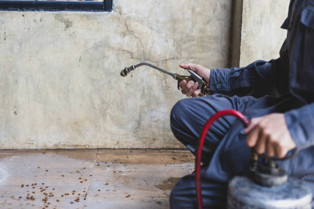 Best Flea Control Services  in Killeen, TX